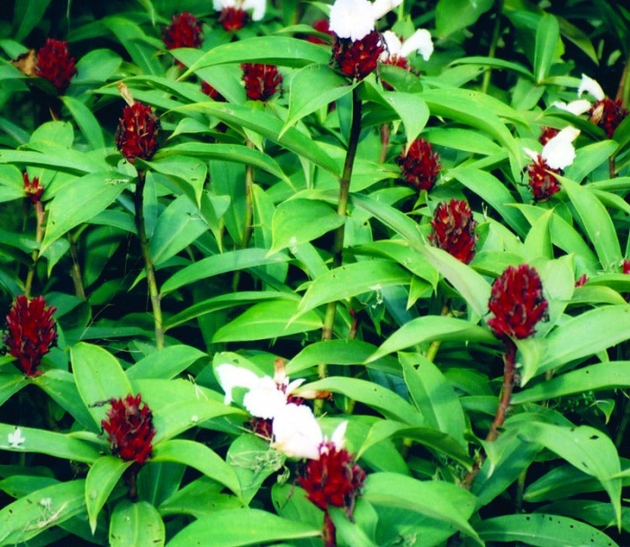 Costus speciosus